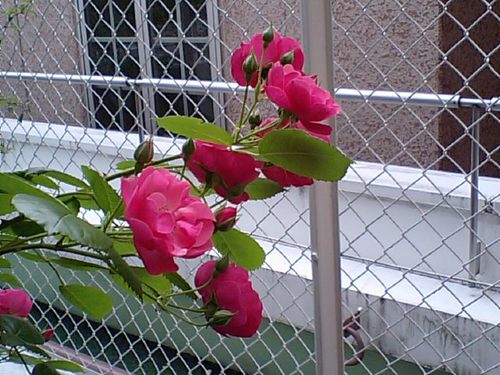 バラが咲いた052210.JPG