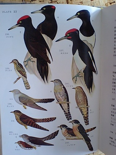 原色日本鳥類図鑑.JPG