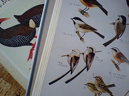 原色日本鳥類図鑑１.JPG