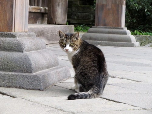 妙本寺の猫111310.jpg