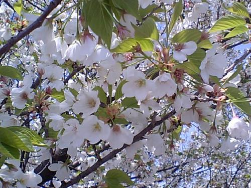 白い桜0418102.JPG