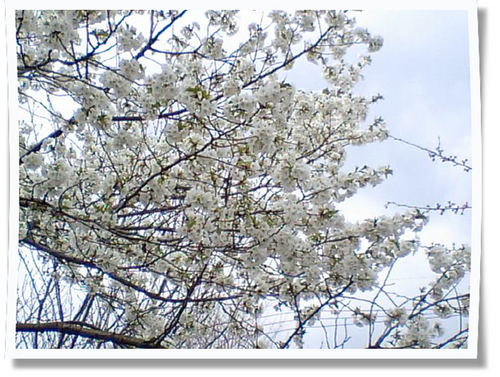 白い桜写真.jpg