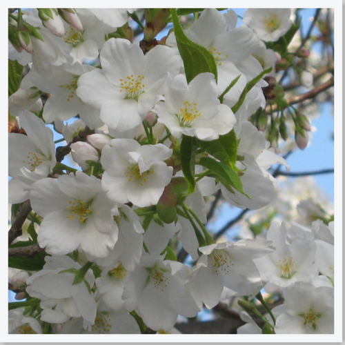 白い桜写真041010.jpg